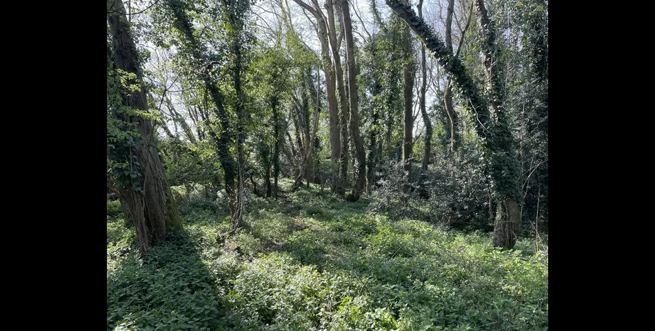 Kiln Ground Copse - Thorne St. Margaret, Wellington