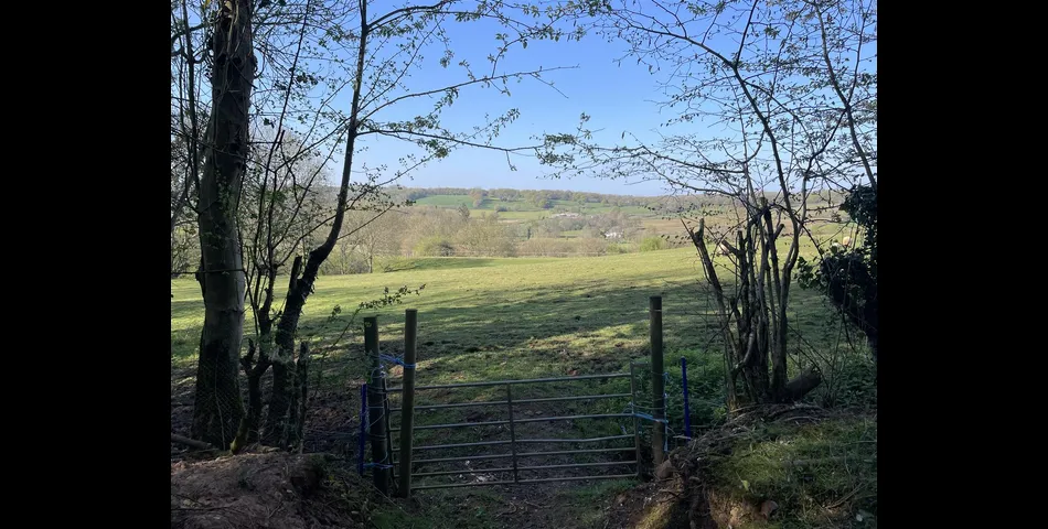 Kiln Ground Copse - Thorne St. Margaret, Wellington