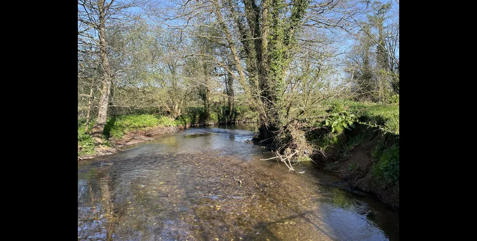 River Meadow at Lower Wellisford - Wellington