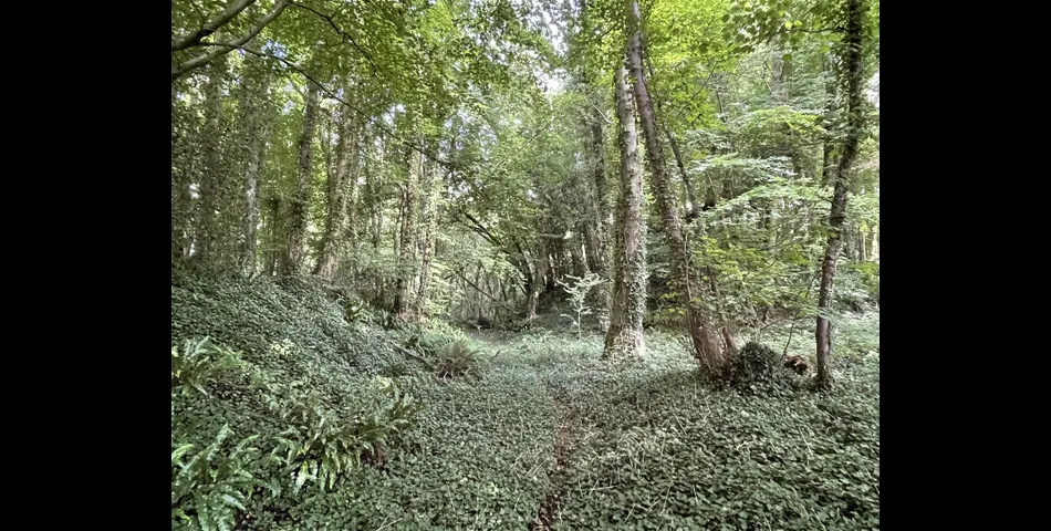Tunnel Plantation, Red Ball - Wellington