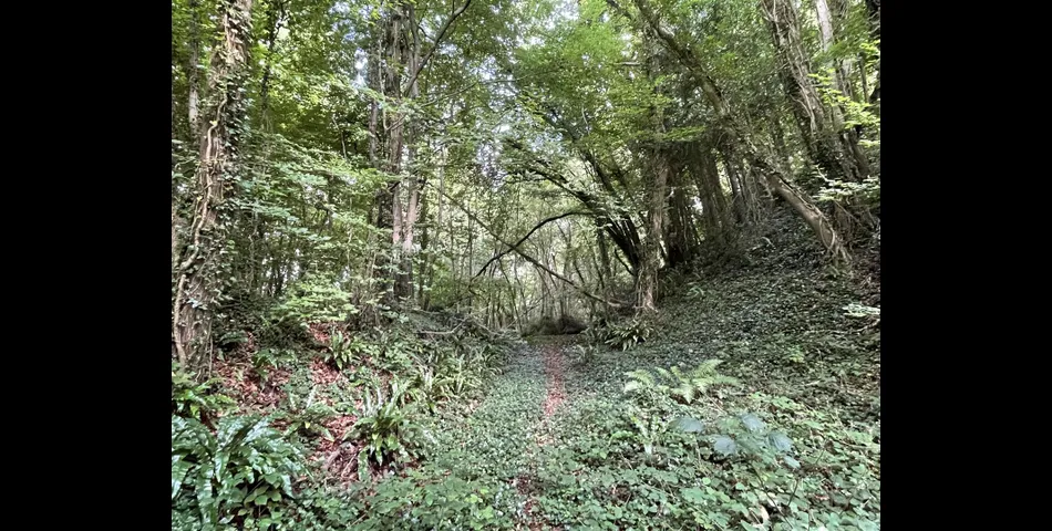 Tunnel Plantation, Red Ball - Wellington
