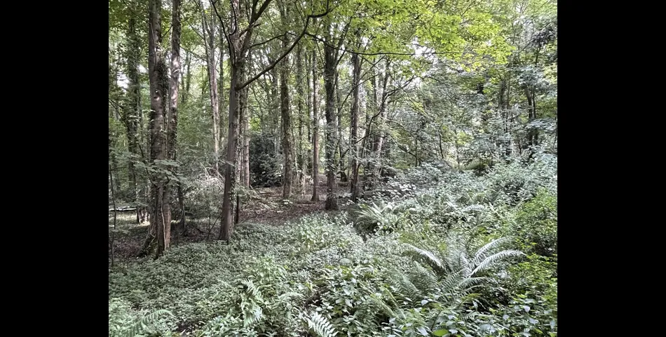 Tunnel Plantation, Red Ball - Wellington
