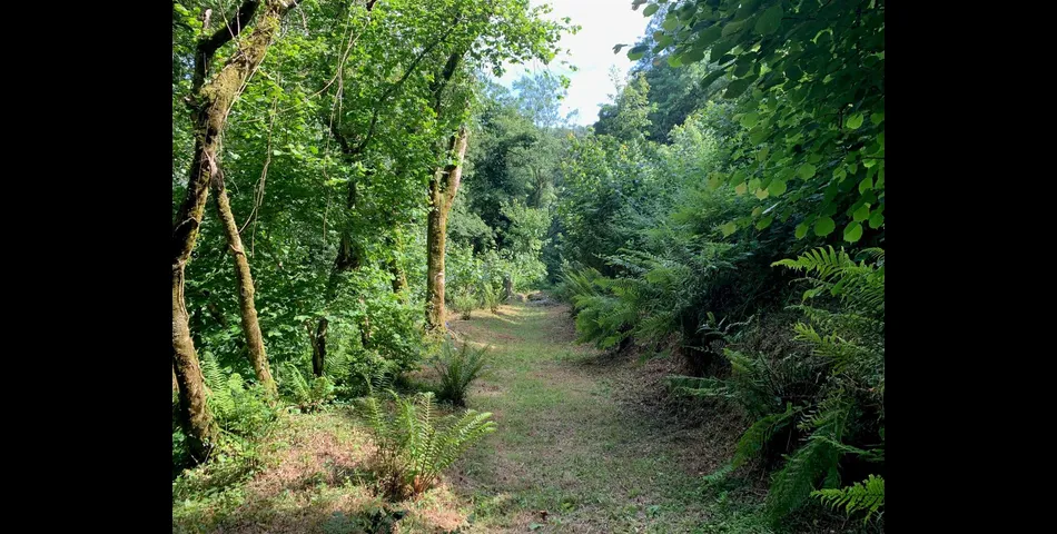 Buckland Woods - Nr Kingsbridge