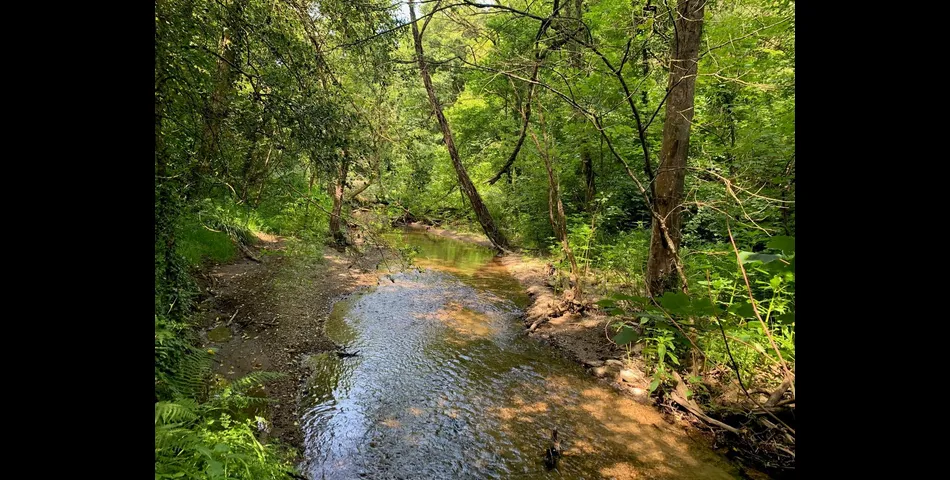 Buckland Woods - Nr Kingsbridge