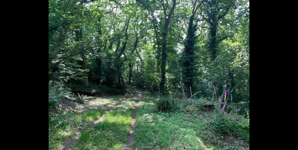 Buckland Woods - Nr Kingsbridge