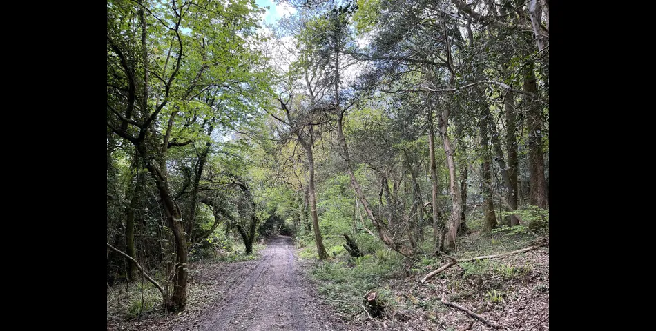 California Plantation, Truro - Lot 2 