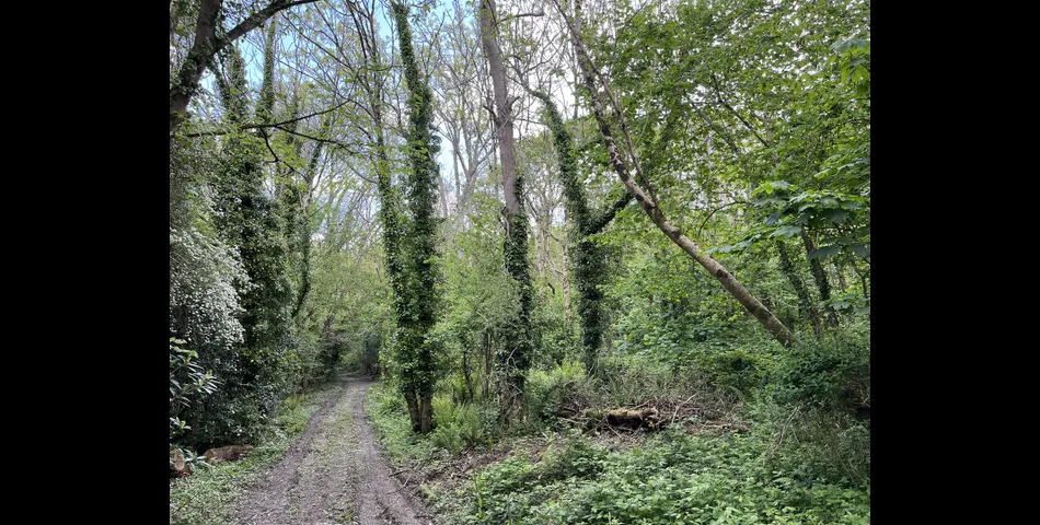 California Plantation, Truro - Lot 2 