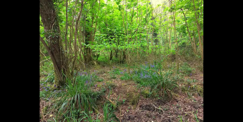 California Plantation, Truro - Lot 2 
