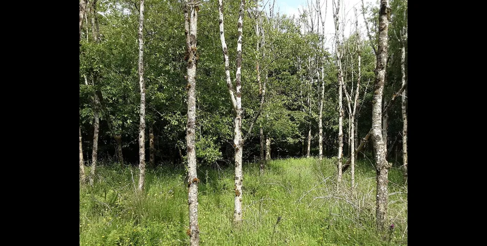 Woodland near Chilla