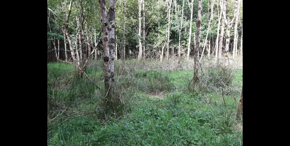 Woodland near Chilla