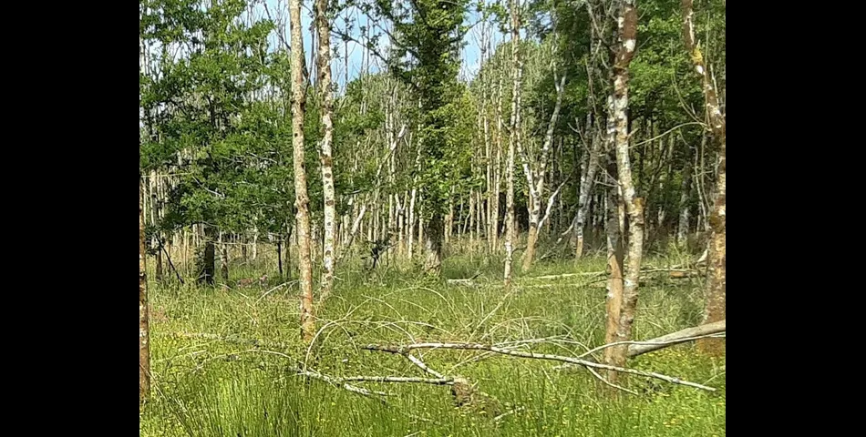 Woodland near Chilla