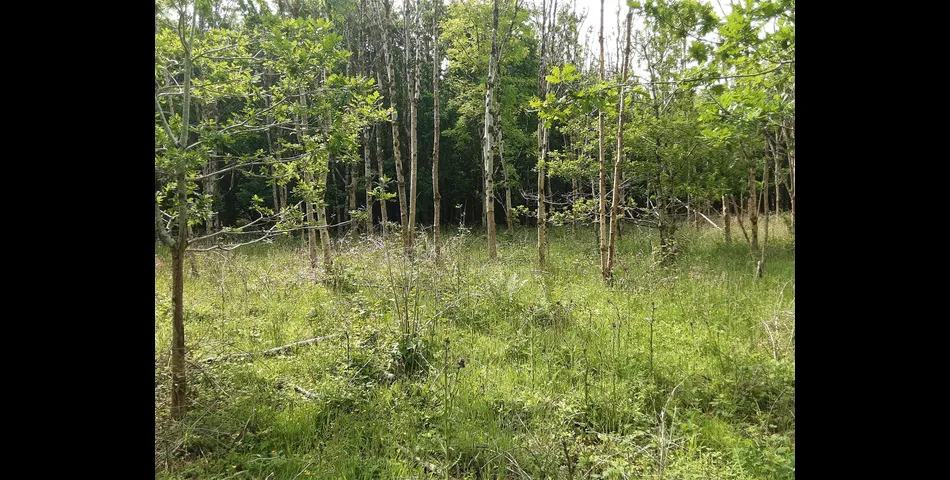 Woodland near Chilla
