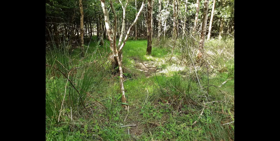 Woodland near Chilla