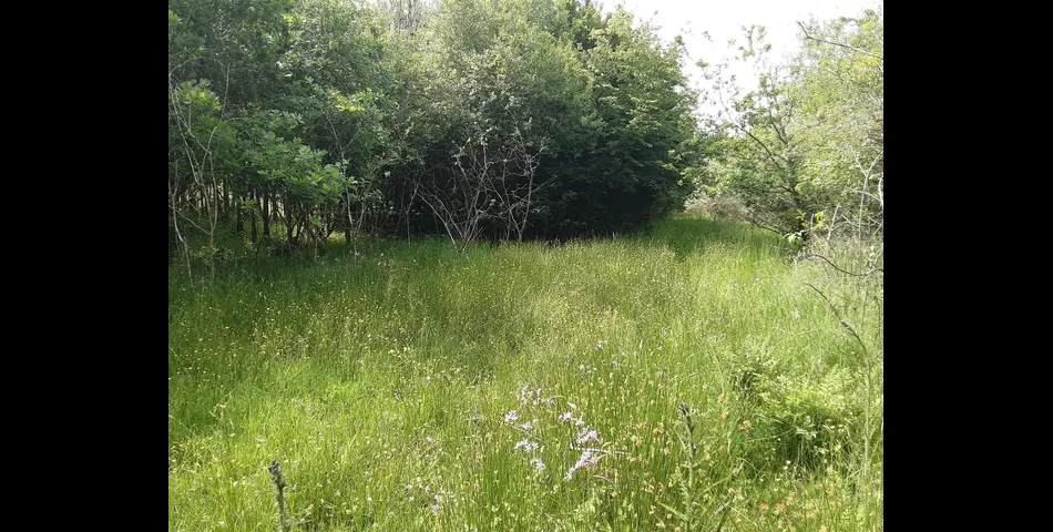 Woodland near Chilla