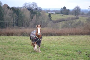 A Unique Equestrian Property with Outstanding Potential in a Tranquil Village Location