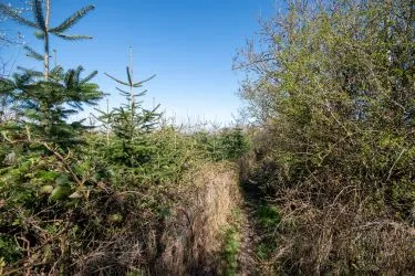 Plot Of Land Extending To 7300 square meters (1.80 Acres) Or Thereabouts, Having A Significant Road Frontage To Bannister Lane And Being In An Elevated Position. Currently Used To Grow Nordmann Fir Trees But Could Be Suitable For Alternative Uses, Subject To Consents Being Granted. The Auctioneers Understand That Public Rights Of Way Cross The Site, But Have Not Made And Further Enquiries In That Regard.