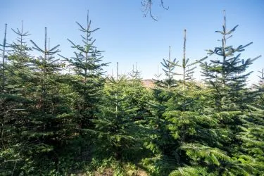 Plot Of Land Extending To 7300 square meters (1.80 Acres) Or Thereabouts, Having A Significant Road Frontage To Bannister Lane And Being In An Elevated Position. Currently Used To Grow Nordmann Fir Trees But Could Be Suitable For Alternative Uses, Subject To Consents Being Granted. The Auctioneers Understand That Public Rights Of Way Cross The Site, But Have Not Made And Further Enquiries In That Regard.