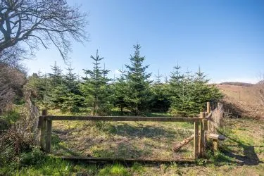 Plot Of Land Extending To 7300 square meters (1.80 Acres) Or Thereabouts, Having A Significant Road Frontage To Bannister Lane And Being In An Elevated Position. Currently Used To Grow Nordmann Fir Trees But Could Be Suitable For Alternative Uses, Subject To Consents Being Granted. The Auctioneers Understand That Public Rights Of Way Cross The Site, But Have Not Made And Further Enquiries In That Regard.