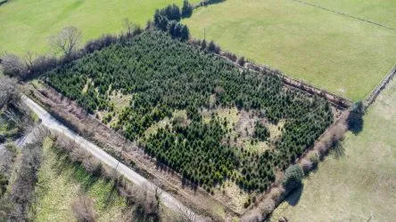 Plot Of Land Extending To 7300 square meters (1.80 Acres) Or Thereabouts, Having A Significant Road Frontage To Bannister Lane And Being In An Elevated Position. Currently Used To Grow Nordmann Fir Trees But Could Be Suitable For Alternative Uses, Subject To Consents Being Granted. The Auctioneers Understand That Public Rights Of Way Cross The Site, But Have Not Made And Further Enquiries In That Regard.