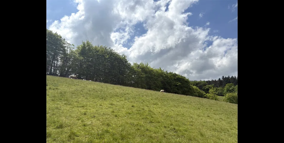 Martins Meadow