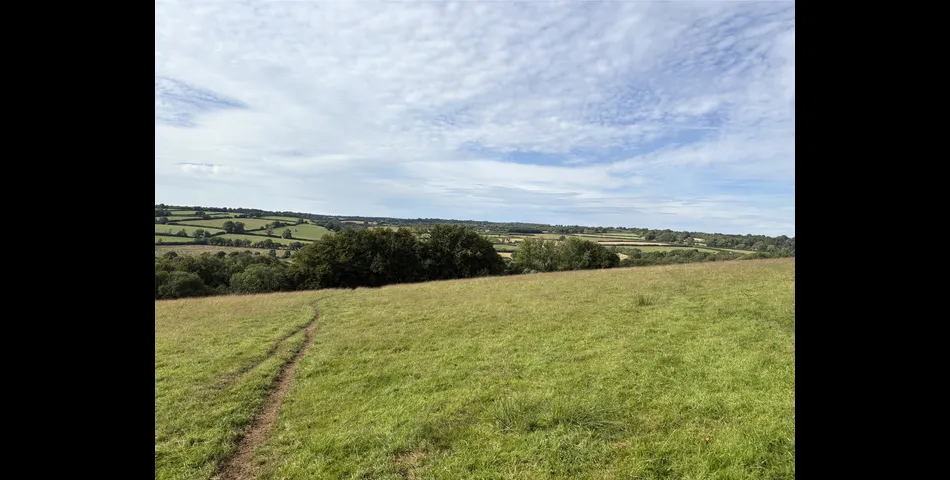 Martins Meadow