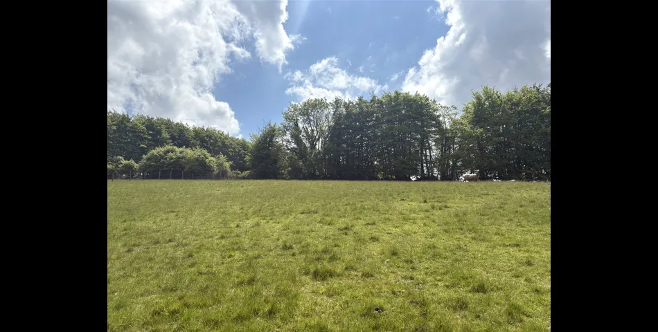 Martins Meadow