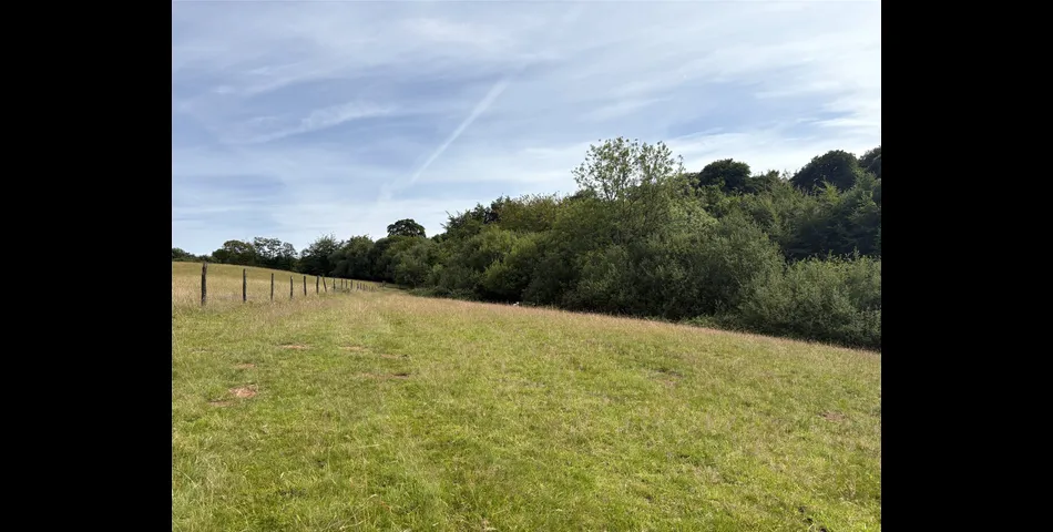 Martins Meadow
