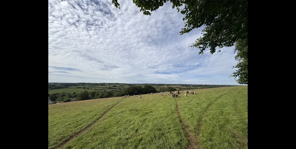 Martins Meadow