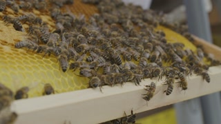 Der proWIN Bienenwagen - Projekt 1 - Ihr Mehrwertsteuervorteil für den guten Zweck