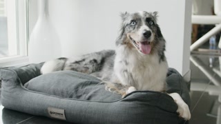 best friends Hundebett