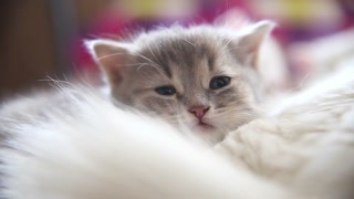 proWIN best friends - Relaunch 2017