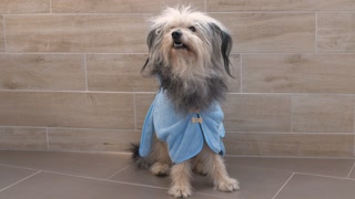 Peignoir pour chiens best friends