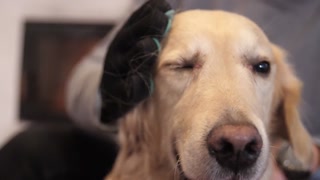 Gant soin du pelage proWIN