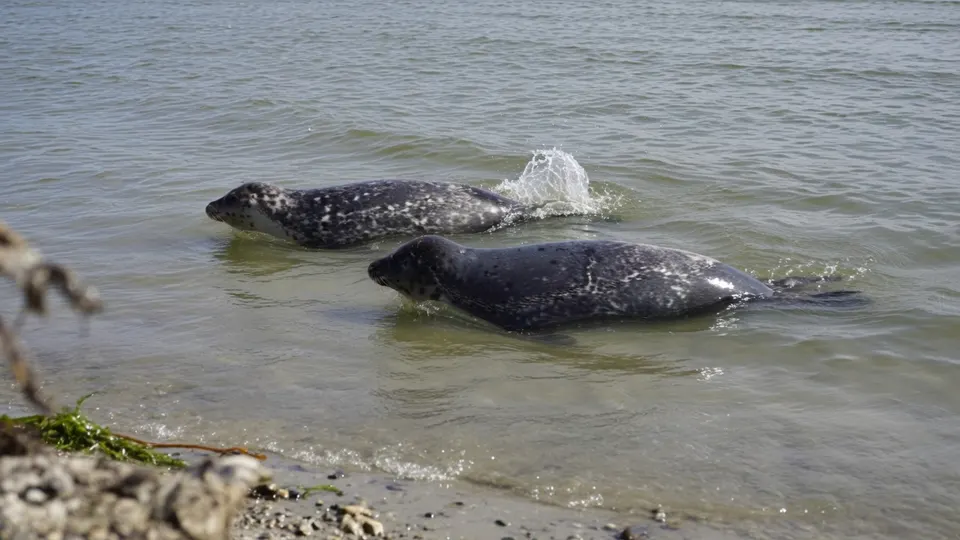 De zeehondenpups Matcha en Bonsai zwemmen na hun opvangperiode terug in de Waddenzee