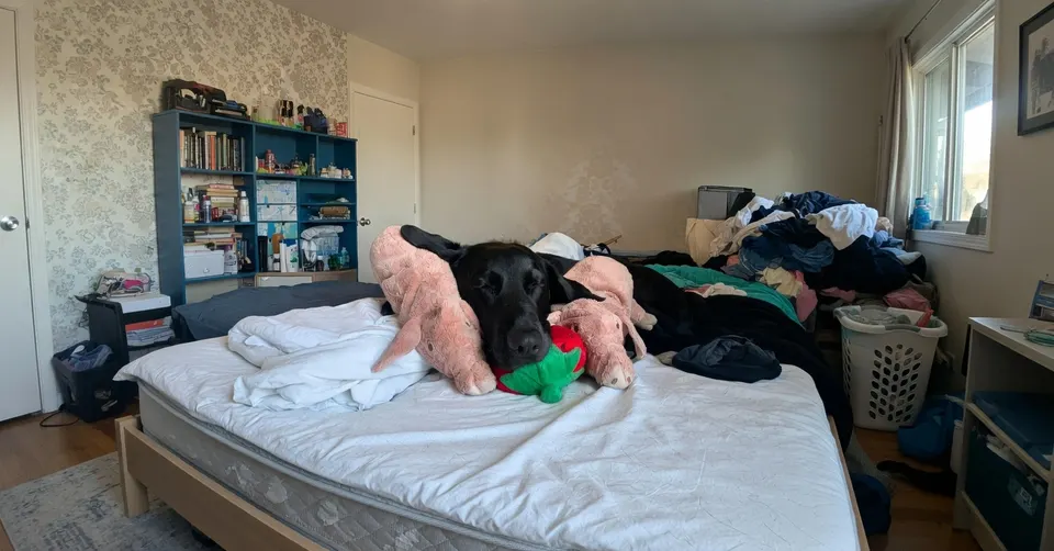 Hulphond Entli ligt op bed met een roze varkensknuffel tussen haar andere knuffels