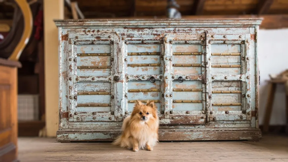 Pomeriaan bij een kast, een hondensoort die in de zaak over puppyhandel wordt genoemd