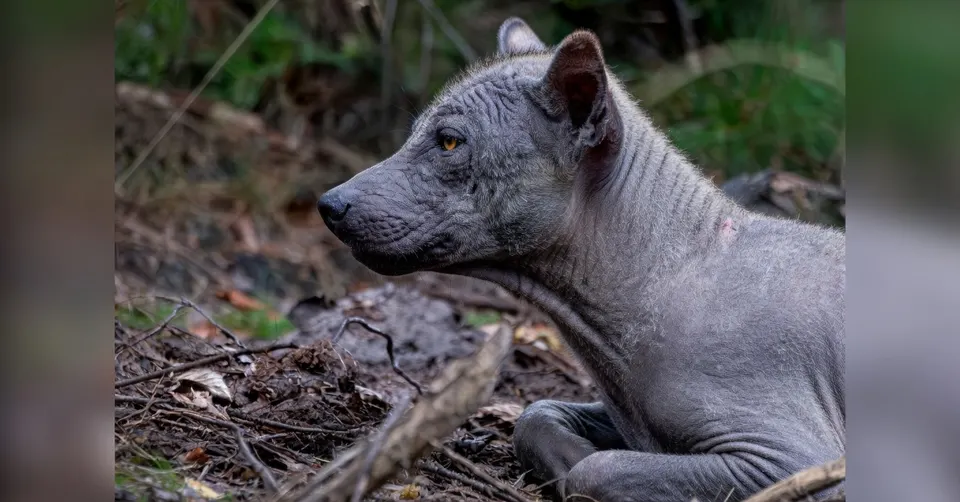 Wolf met kale plekken en huidklachten in Gelderland