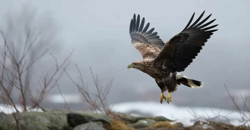 Jonge zeearend maakt een eerste vlucht in het Hunzedal bij het Zuidlaardermeer