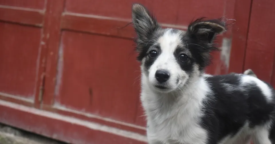Een zwart-witte hond kijkt in de camera
