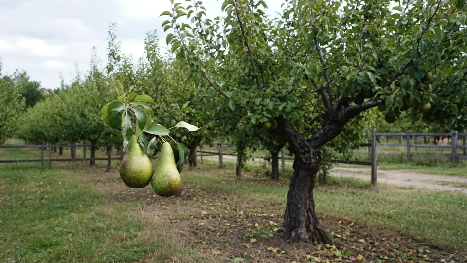 Peren groeien aan bomen in een Nederlandse boomgaard