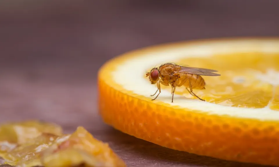 Een fruitvlieg zit op een schijfje sinaasappel