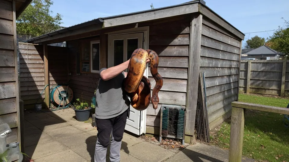 Inwoonster van Scheemda houdt de boa constrictor vast die in haar tuin werd gevonden