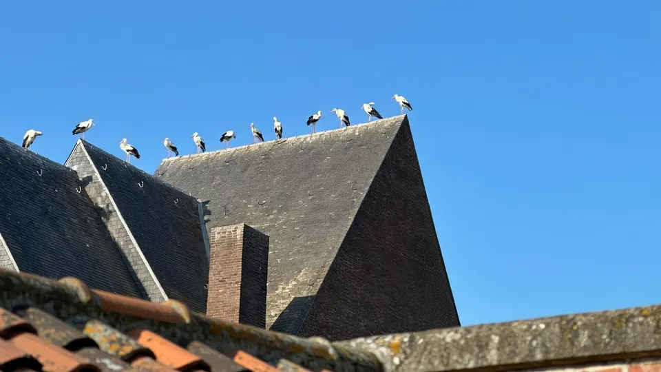 Ooievaars op het dak van een gebouw