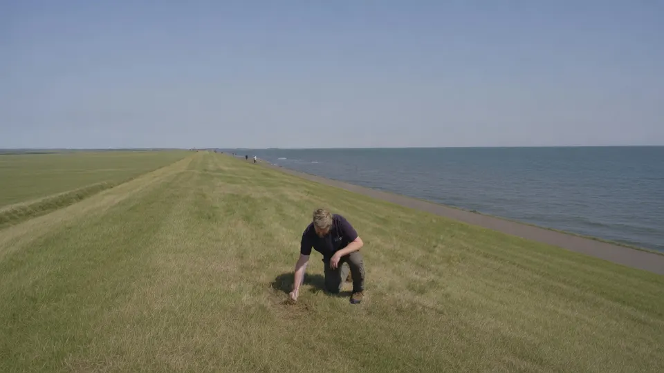 Man inspecteert de droge graslaag op een zeedijk van Terschelling