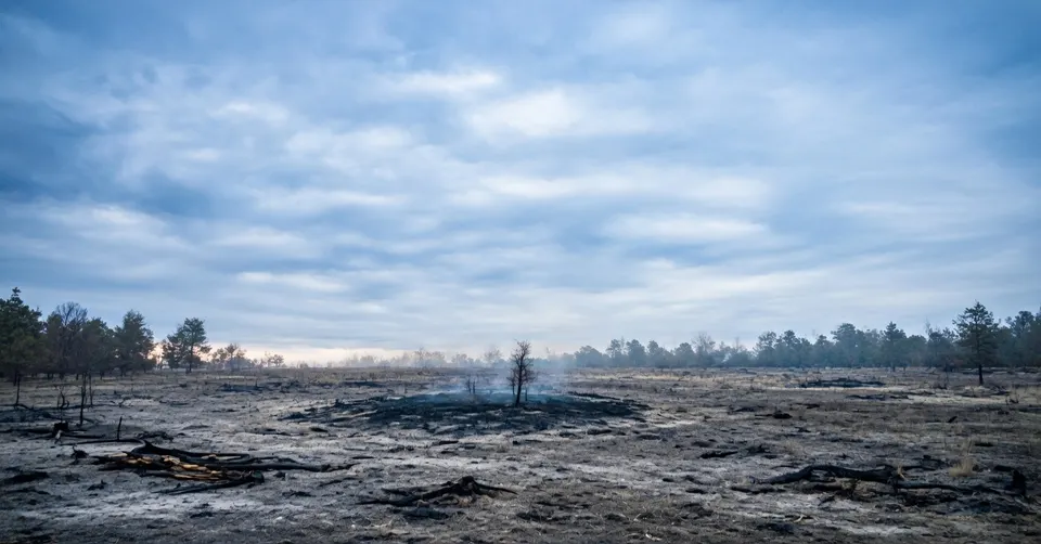 Het door de natuurbrand getroffen gebied in de Boschhuizerbergen bij Venray