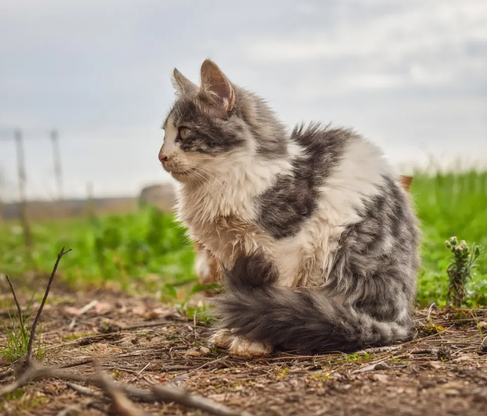 Zwerfkat zit in een weiland, terwijl dierenorganisaties protesteren tegen mogelijk afschieten van deze dieren
