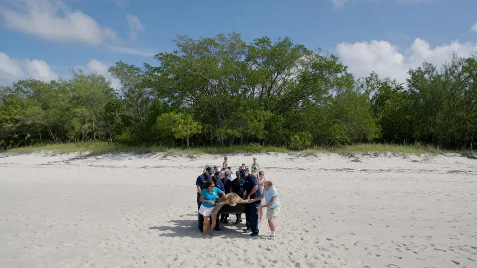 Verzorgers brengen zeeschildpad Timmy naar de kust voor zijn terugkeer naar de oceaan