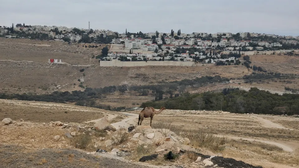 Een kameel op de Westelijke Jordaanoever, met op de achtergrond Israëlische nederzettingen