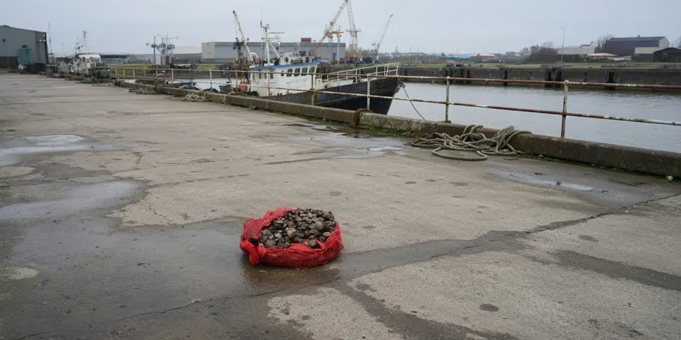 In beslag genomen tapijtschelpen liggen op een terrein bij een Zeeuws bedrijf
