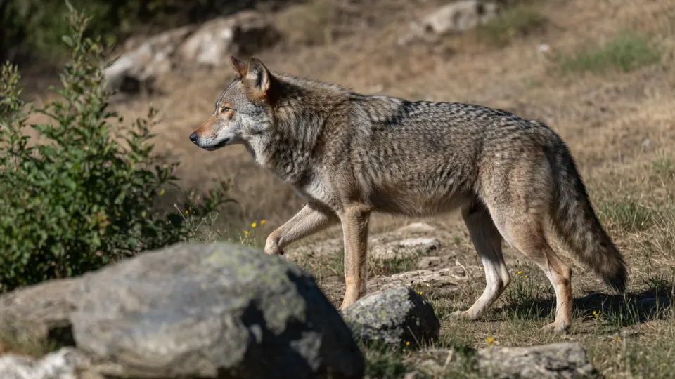 Een wolf in de bergen van Sierra Morena, waar Marcos Rodríguez twaalf jaar tussen wolven leefde